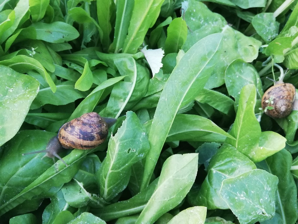 primaluna allevamento prodotti